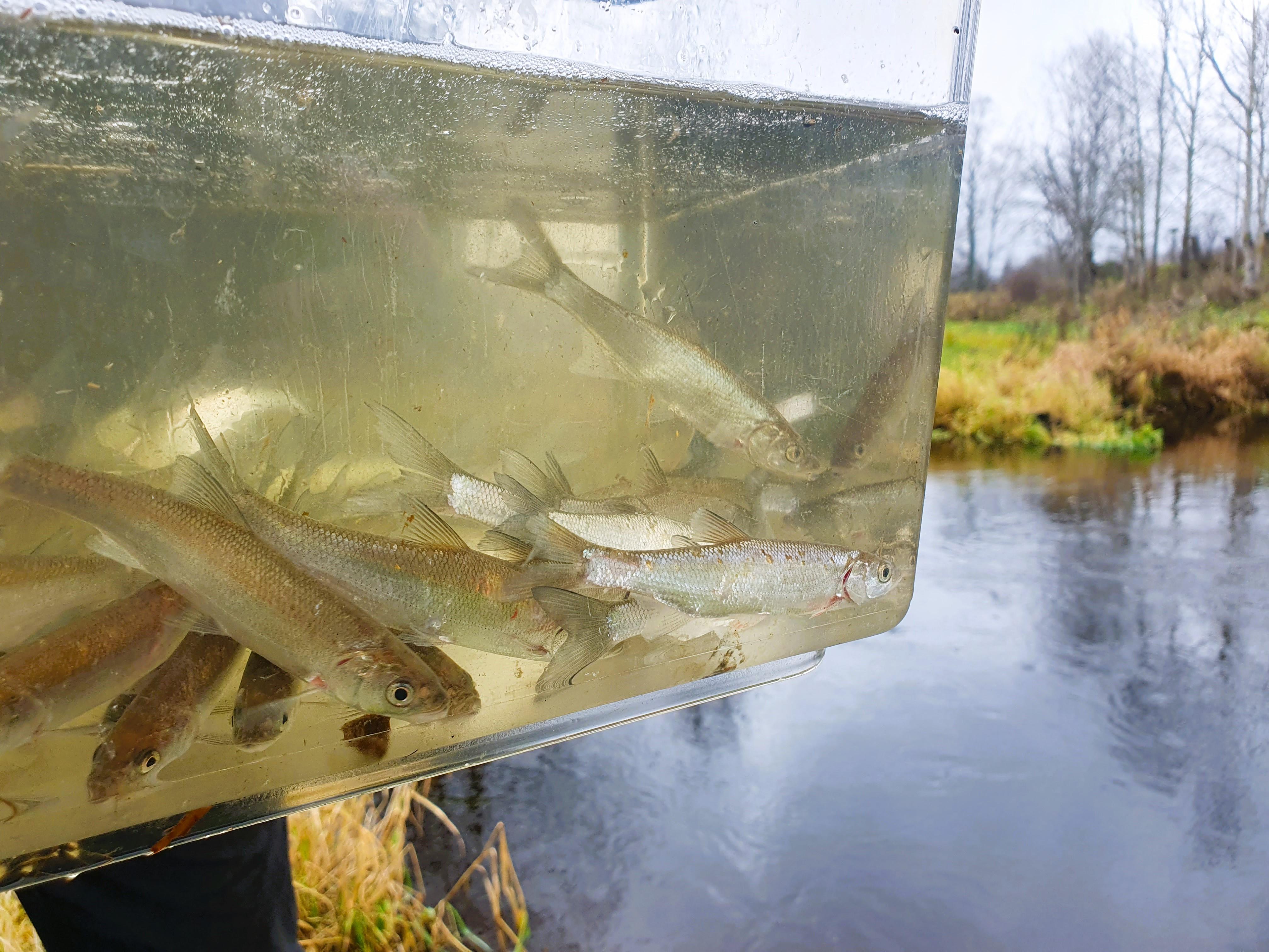 tõugjad anumas asustamise ootel