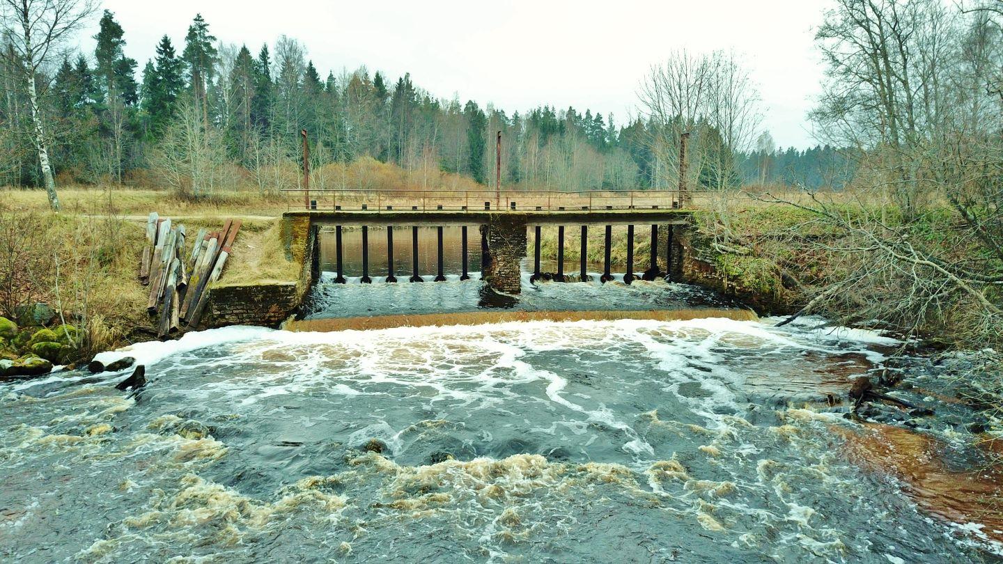 Kotka pais, vesi, puud, taevas