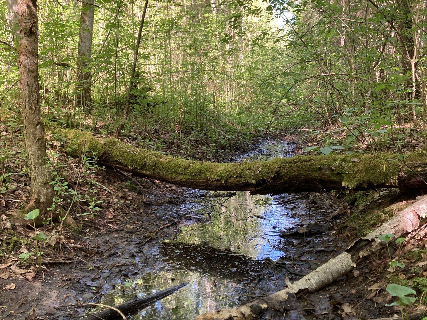 kuivenduskraav metsas